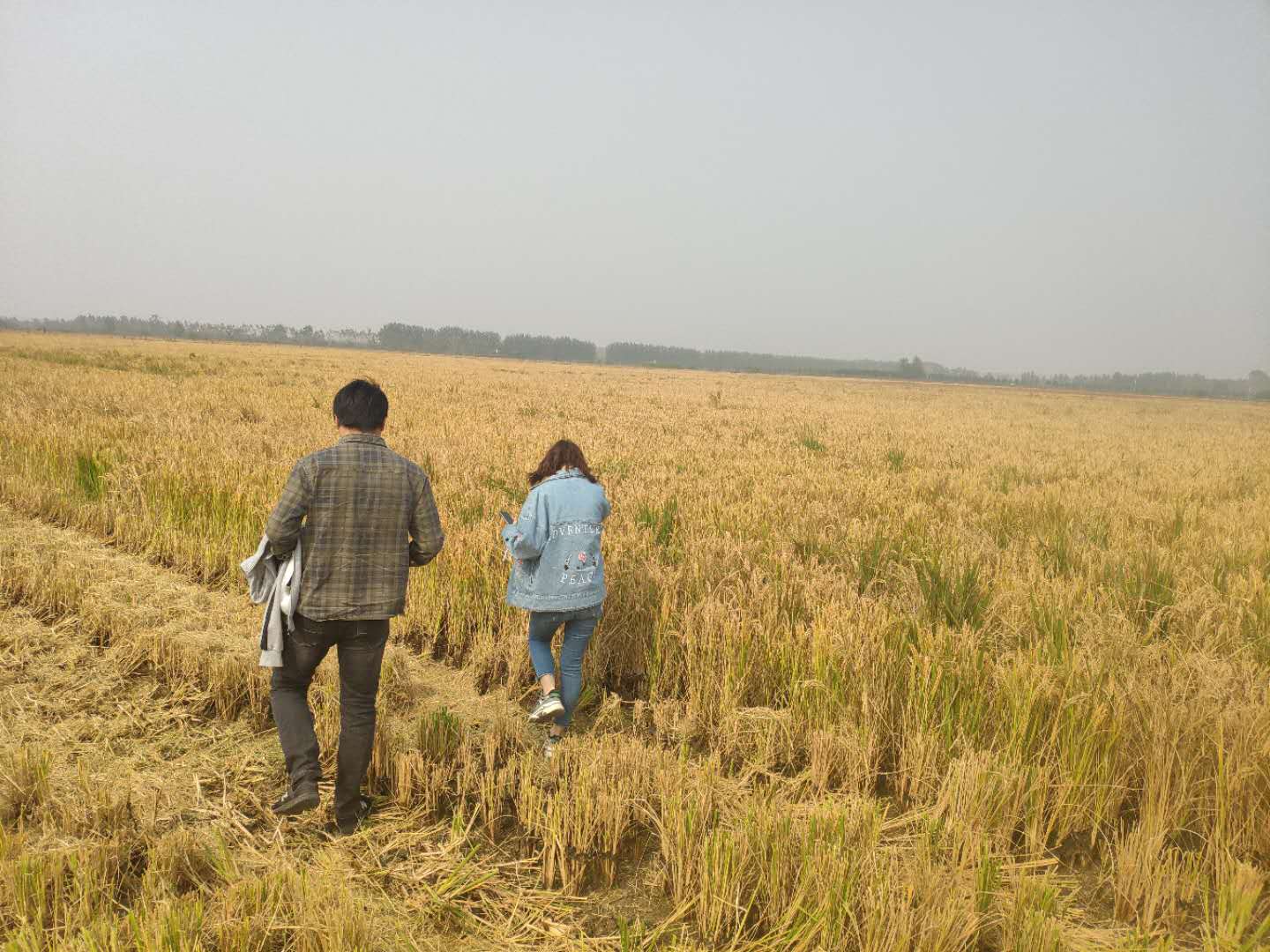 专家：未来中长期内中国粮食总量供需缺口仍存在
