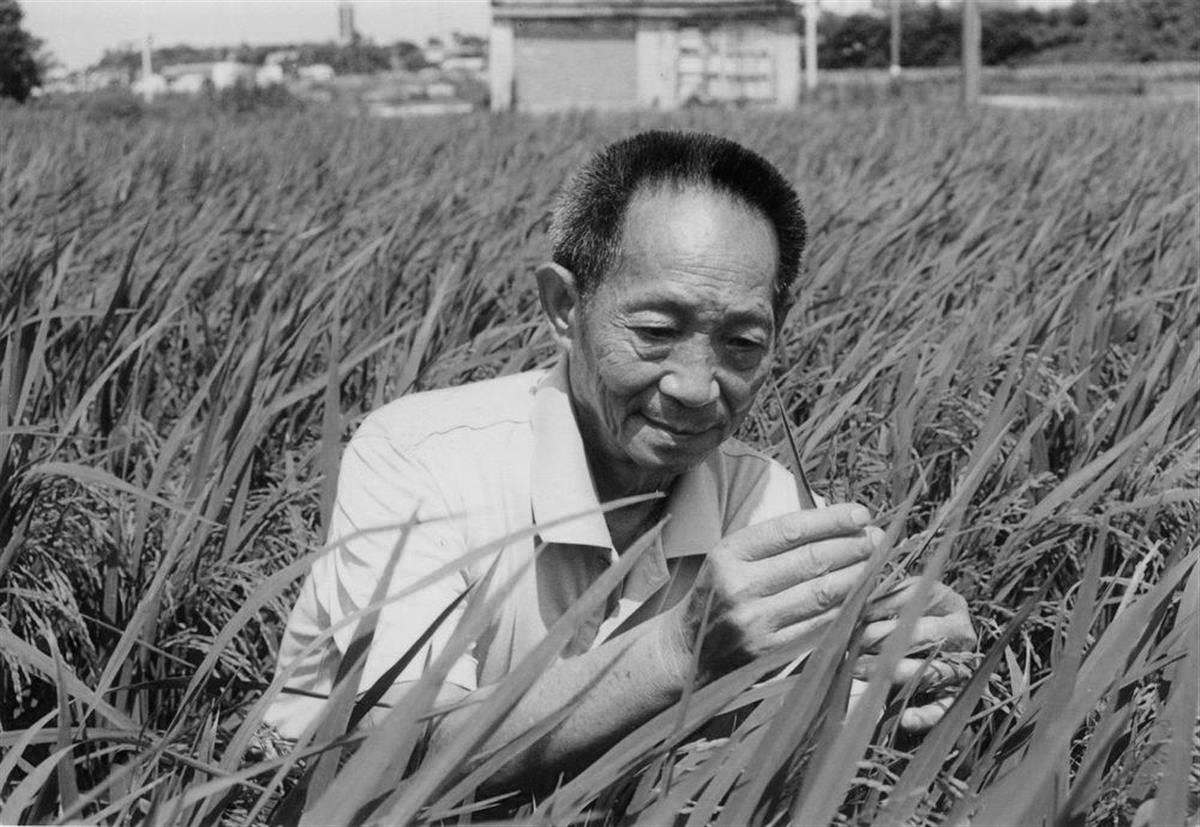 沉痛悼念“杂交水稻之父”袁隆平院士逝世