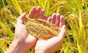 云南粮食产量今年预计突破1770万吨