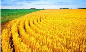 河南将建三大种子基地提高农业综合生产能力