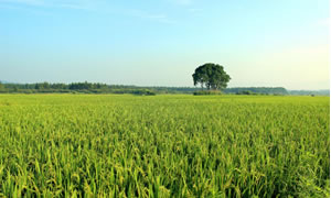  什湖稻花香推荐