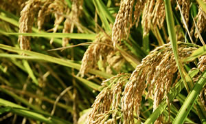 东北大米特点 东北大米分类 东北大米鉴别