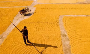 受欢迎的五种大米