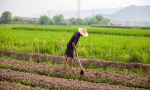 粮食安全要破解“四多怪圈” 