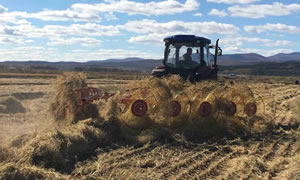 农业农村部：今年粮食有望再丰收 预计大豆面积增加1000万亩