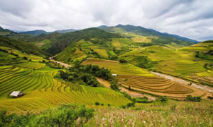 稻米是怎么被发现的？