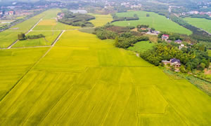 稻谷晾晒的注意事项